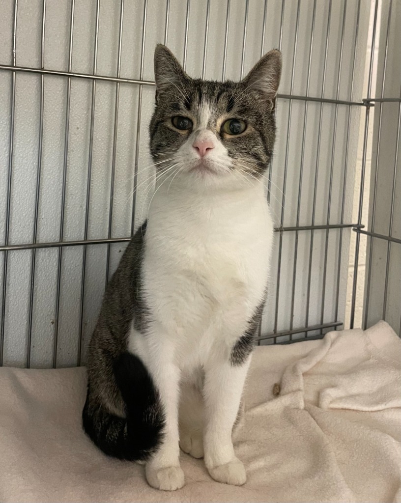 Azalea, an adoptable Domestic Short Hair in Rock Springs, WY, 82901 | Photo Image 4