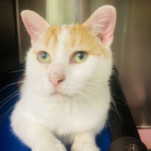 Peanut, Adult Female unknown