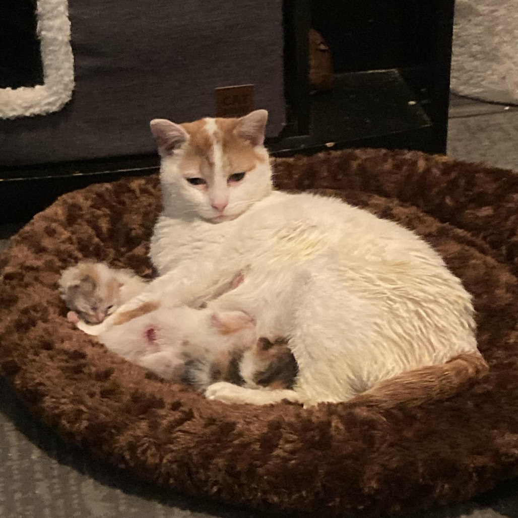Peanut