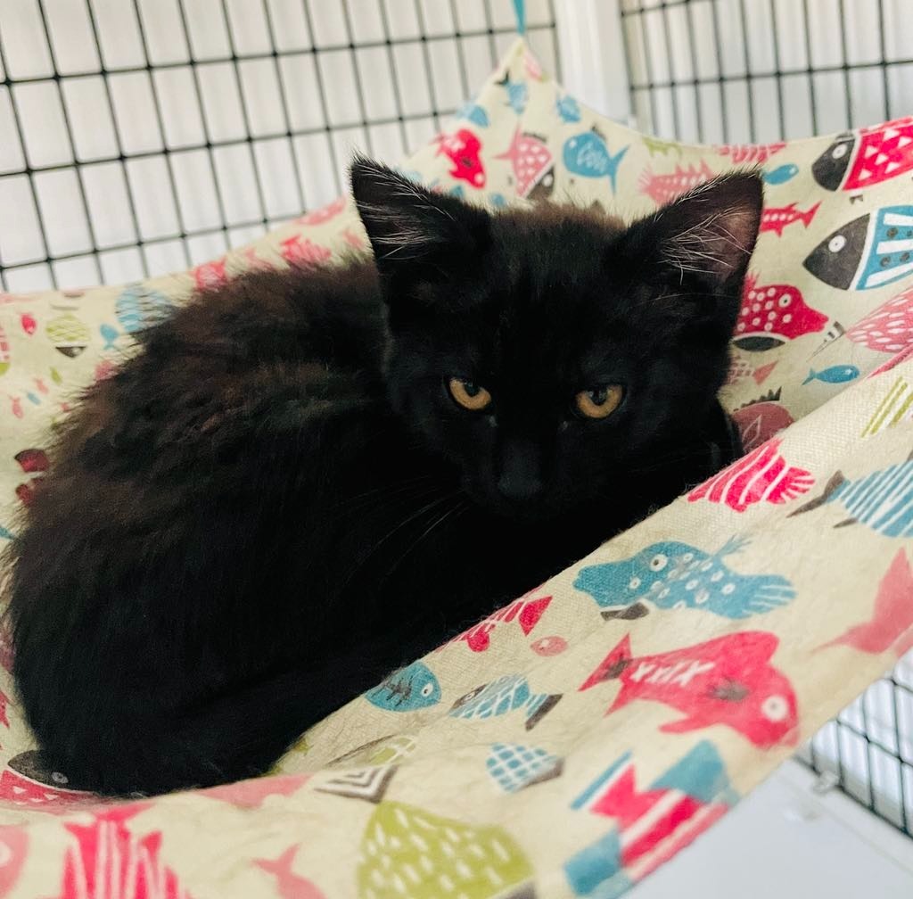 Roo, an adoptable Domestic Short Hair in Green River, WY, 82935 | Photo Image 1