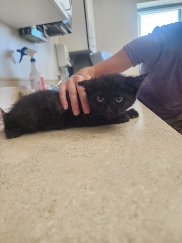 Roo, an adoptable Domestic Short Hair in Green River, WY, 82935 | Photo Image 2