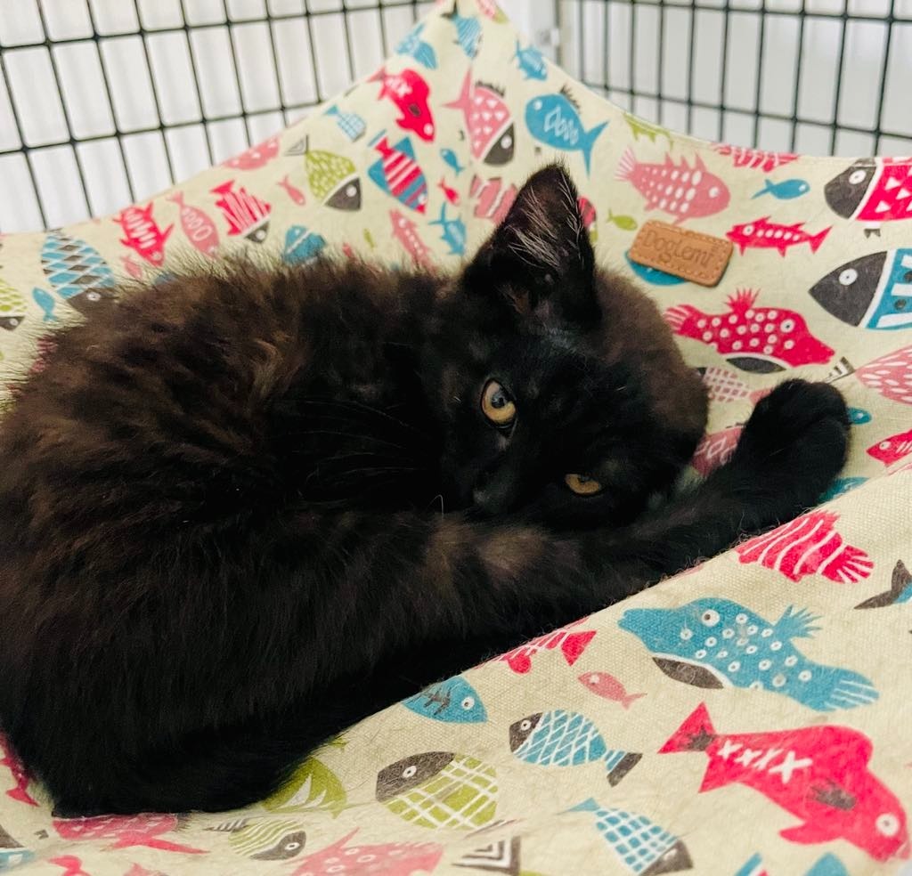 Roo, an adoptable Domestic Short Hair in Green River, WY, 82935 | Photo Image 4