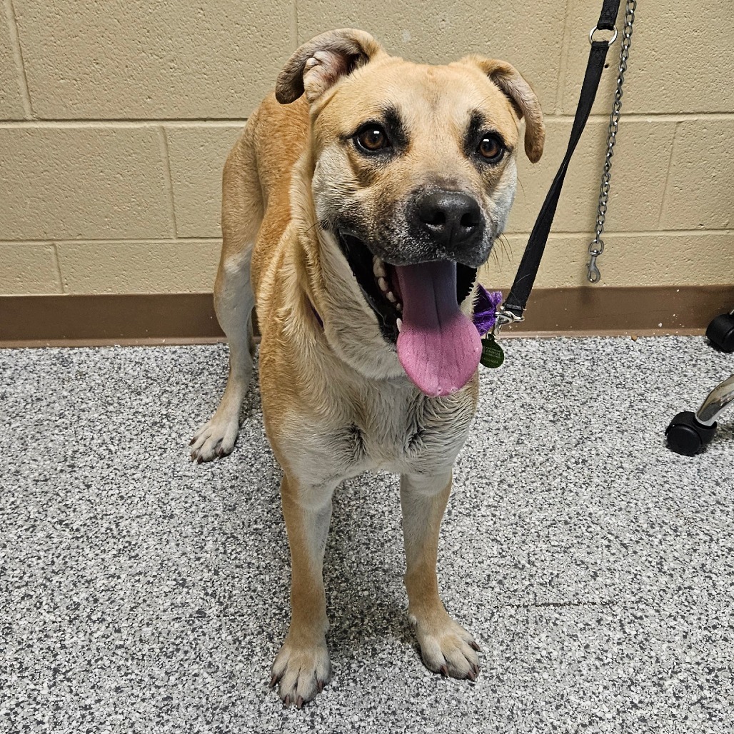 Luka, an adoptable Mixed Breed in Cheyenne, WY, 82009 | Photo Image 2