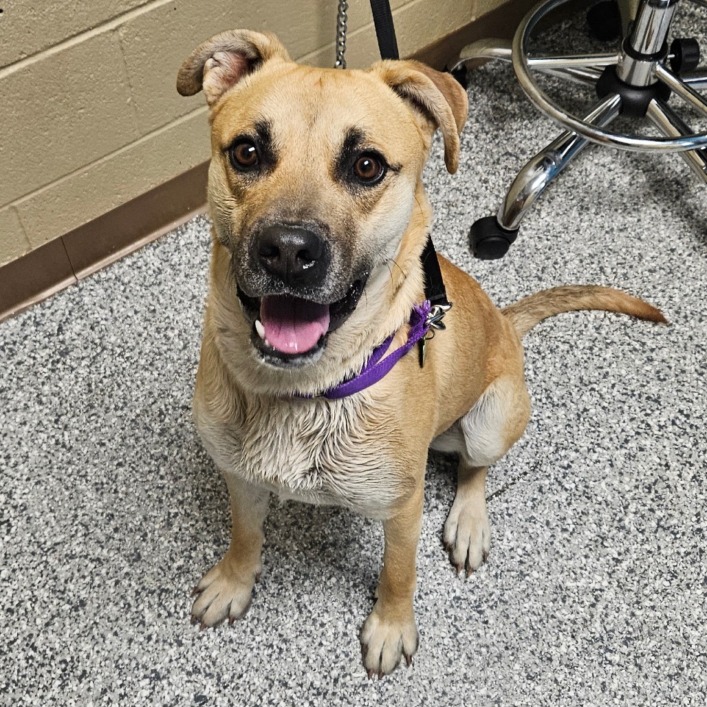 Luka, an adoptable Mixed Breed in Cheyenne, WY, 82009 | Photo Image 3