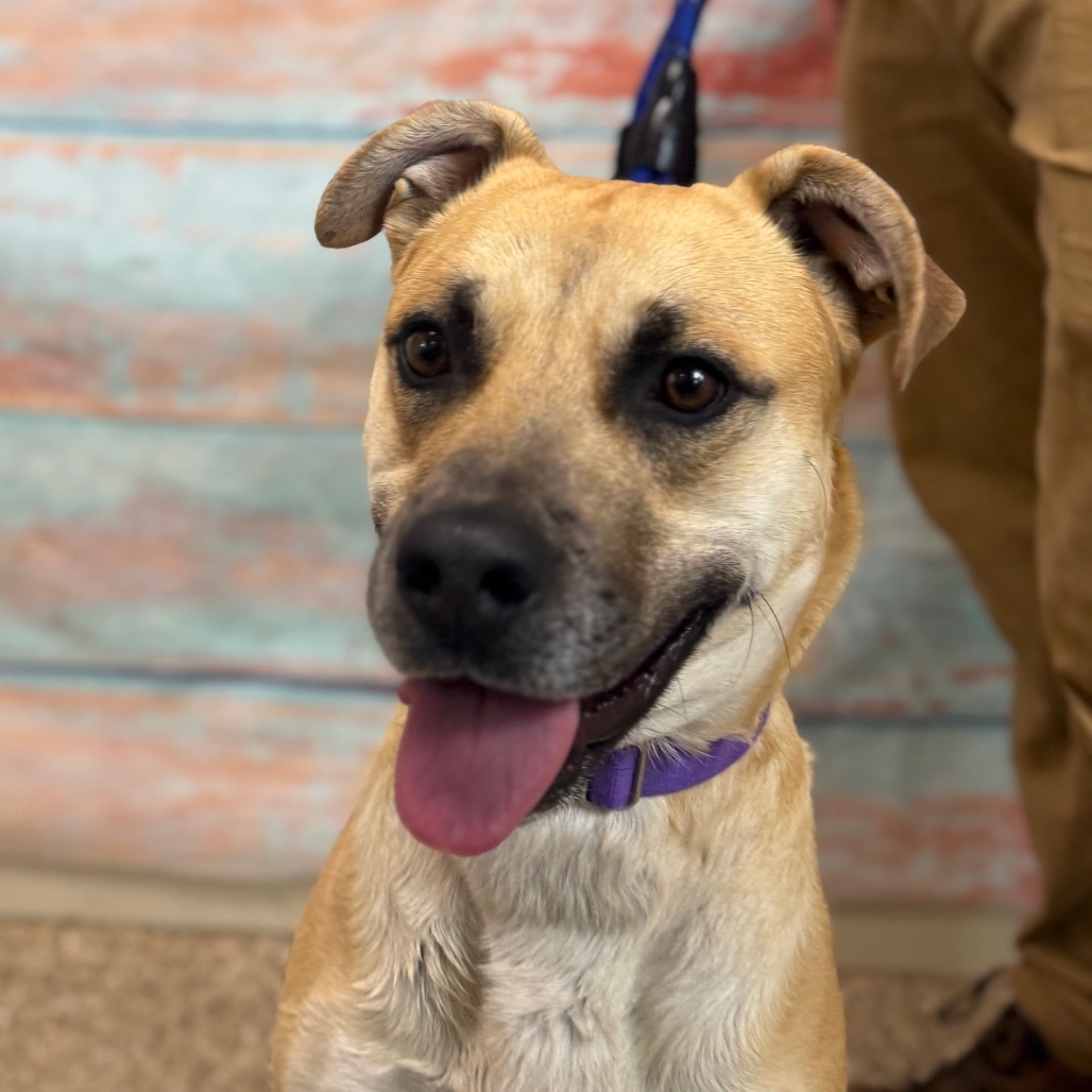 Luka, an adoptable Mixed Breed in Cheyenne, WY, 82009 | Photo Image 4