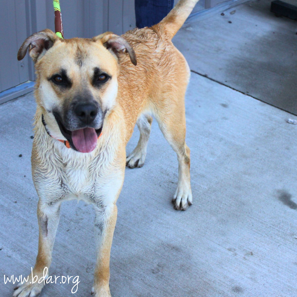Luka, an adoptable Mixed Breed in Cheyenne, WY, 82009 | Photo Image 5