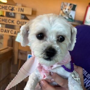 Nina Maltese Dog
