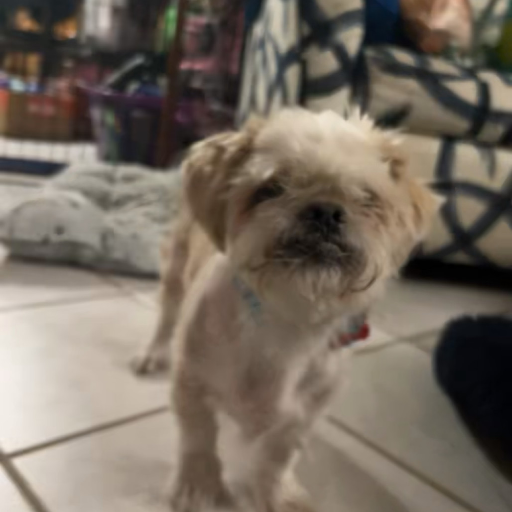 Buzz, an adoptable Pekingese in Las Vegas, NV, 89156 | Photo Image 2