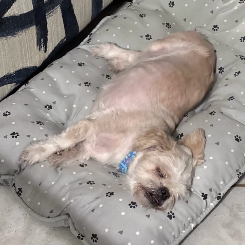 Buzz, an adoptable Pekingese in Las Vegas, NV, 89156 | Photo Image 3