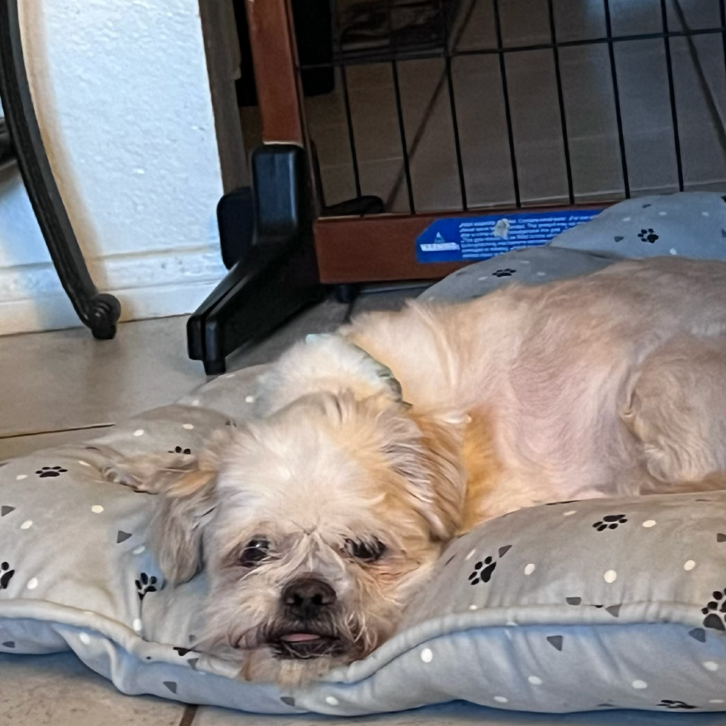Buzz, an adoptable Pekingese in Las Vegas, NV, 89156 | Photo Image 4