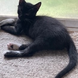 Asher, Baby Male unknown