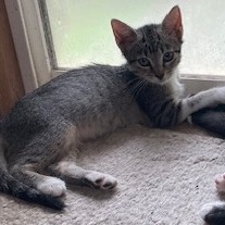 Shelby, Baby Female unknown