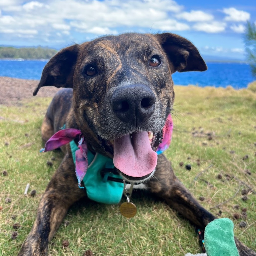 Koa, an adoptable Mixed Breed in Kailua Kona, HI, 96740 | Photo Image 1