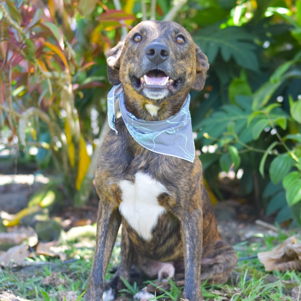 Koa, an adoptable Mixed Breed in Kailua Kona, HI, 96740 | Photo Image 4