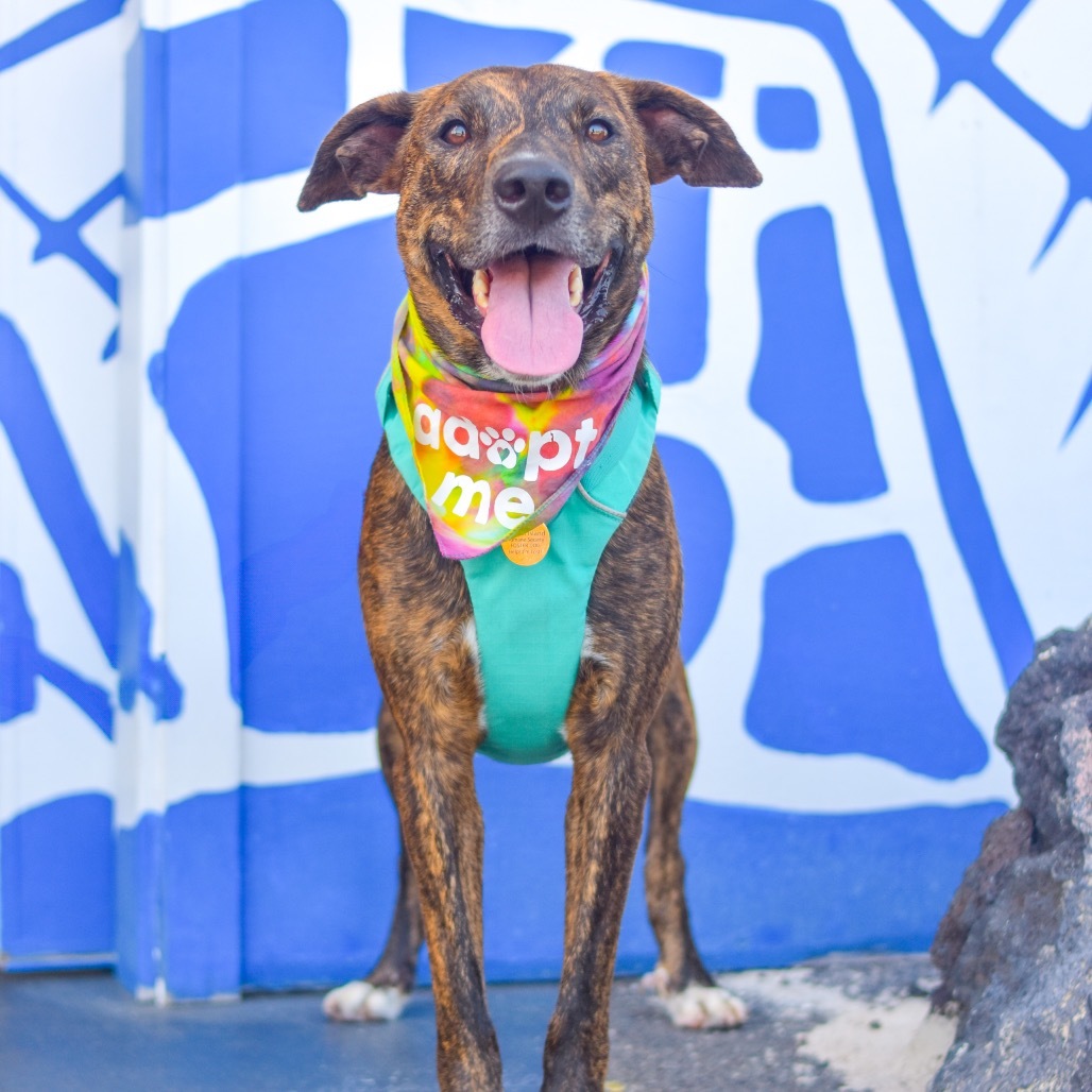 Koa, an adoptable Mixed Breed in Kailua Kona, HI, 96740 | Photo Image 5