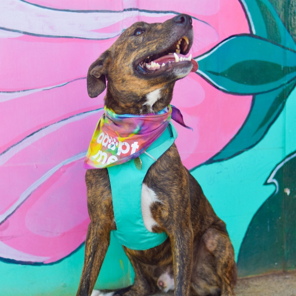 Koa, an adoptable Mixed Breed in Kailua Kona, HI, 96740 | Photo Image 6