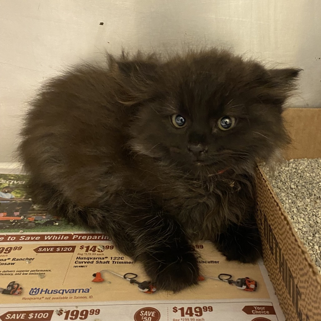Argon, an adoptable Domestic Long Hair in Cheyenne, WY, 82007 | Photo Image 1