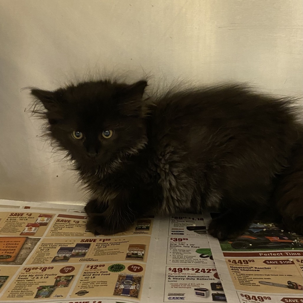 Barium, an adoptable Domestic Long Hair in Cheyenne, WY, 82007 | Photo Image 1