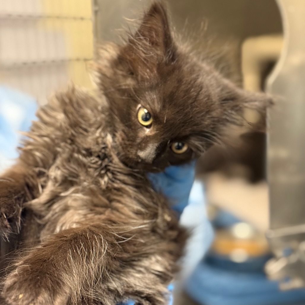 Barium, an adoptable Domestic Long Hair in Cheyenne, WY, 82007 | Photo Image 2