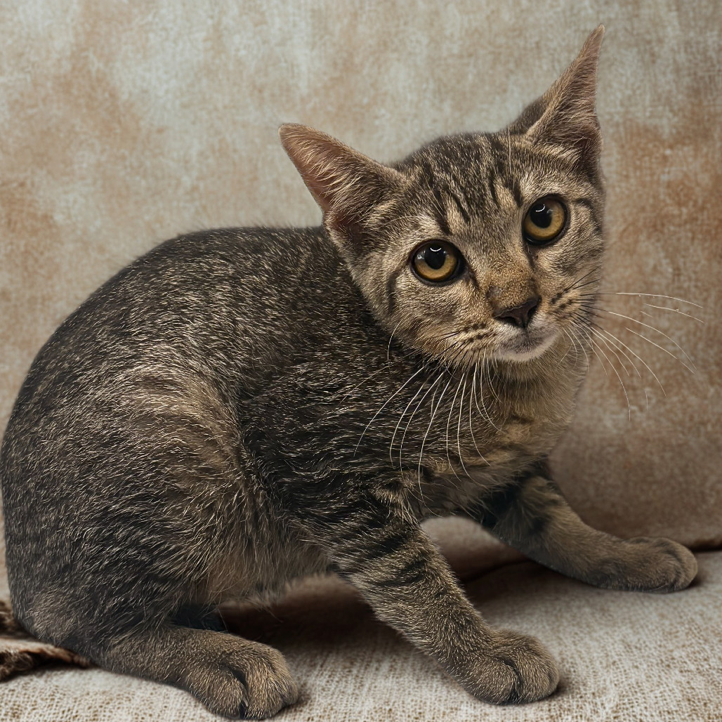 Forrest, an adoptable Domestic Short Hair in Rio Grande, PR, 00745 | Photo Image 1