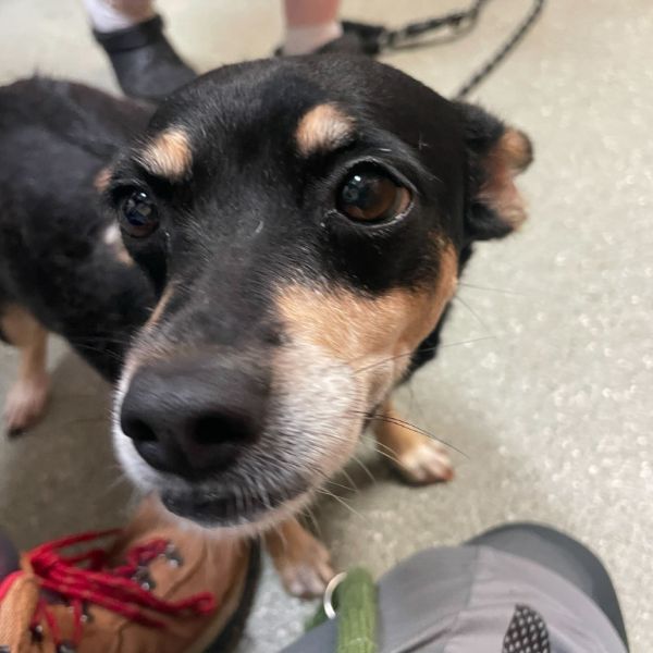 Sheila (bonded With Amber)