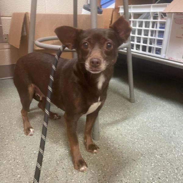 Amber (bonded With Sheila)
