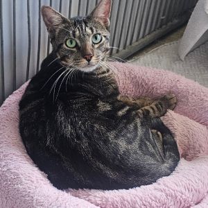 Freddy Domestic Short Hair Cat