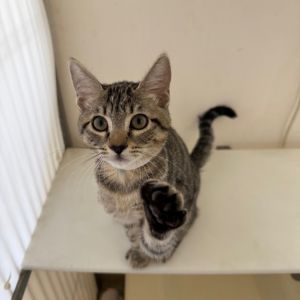 Plum Domestic Short Hair Cat