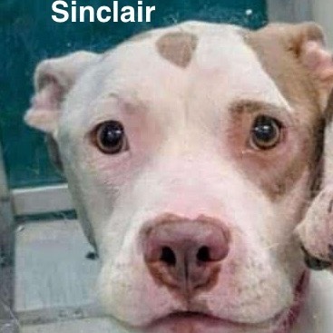 Sinclair 457726