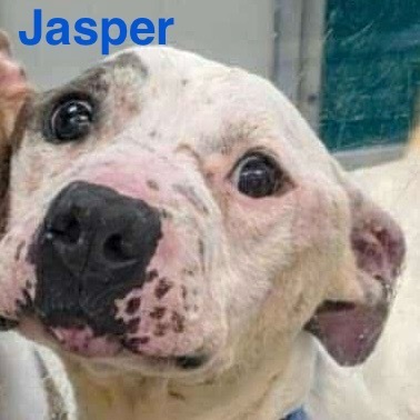Jasper (A457727)