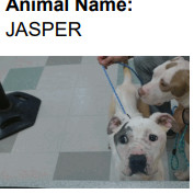 Jasper (A457727)