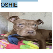 Oshie (A457650)