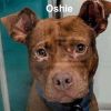 Oshie (A457650) photo 3