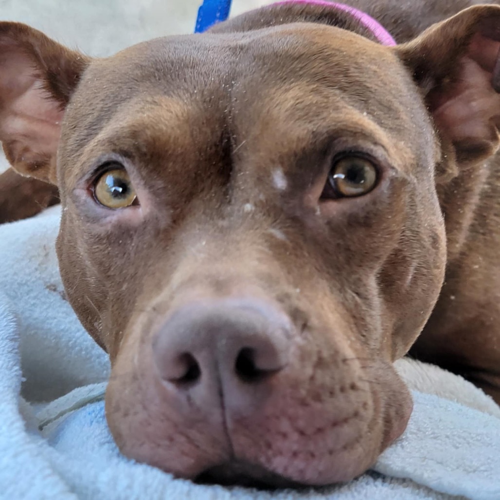 Oshie (A457650)