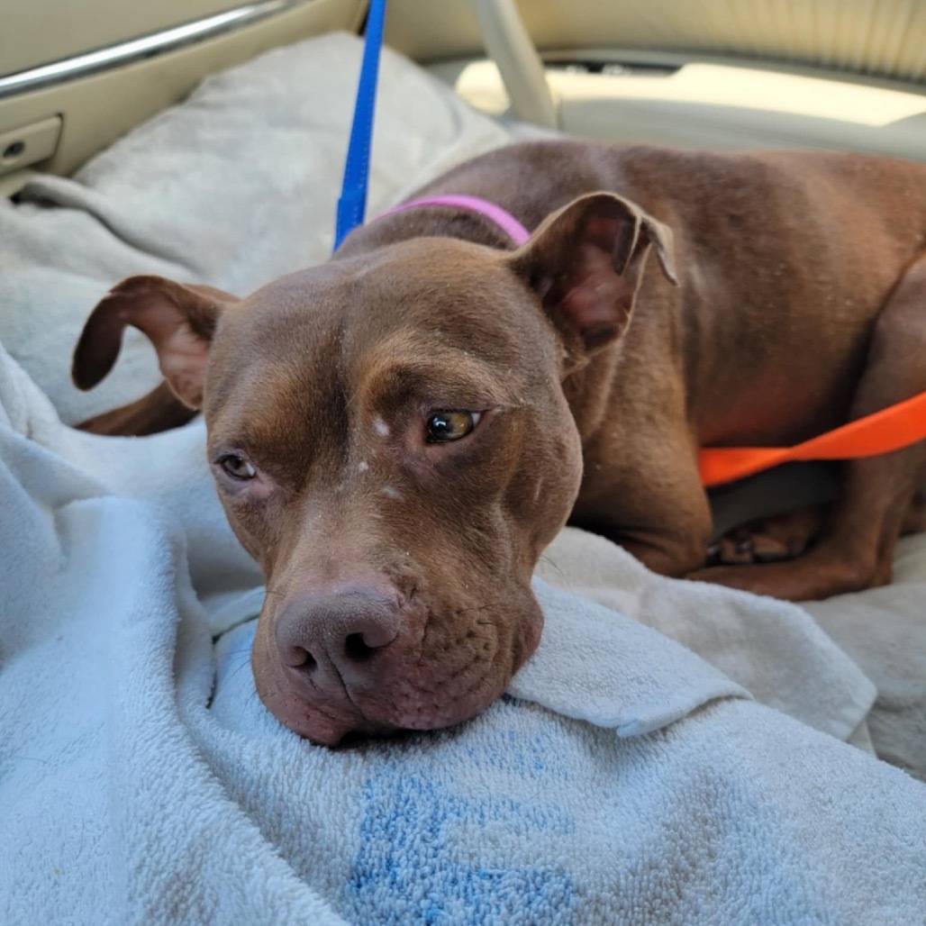 Oshie (A457650)