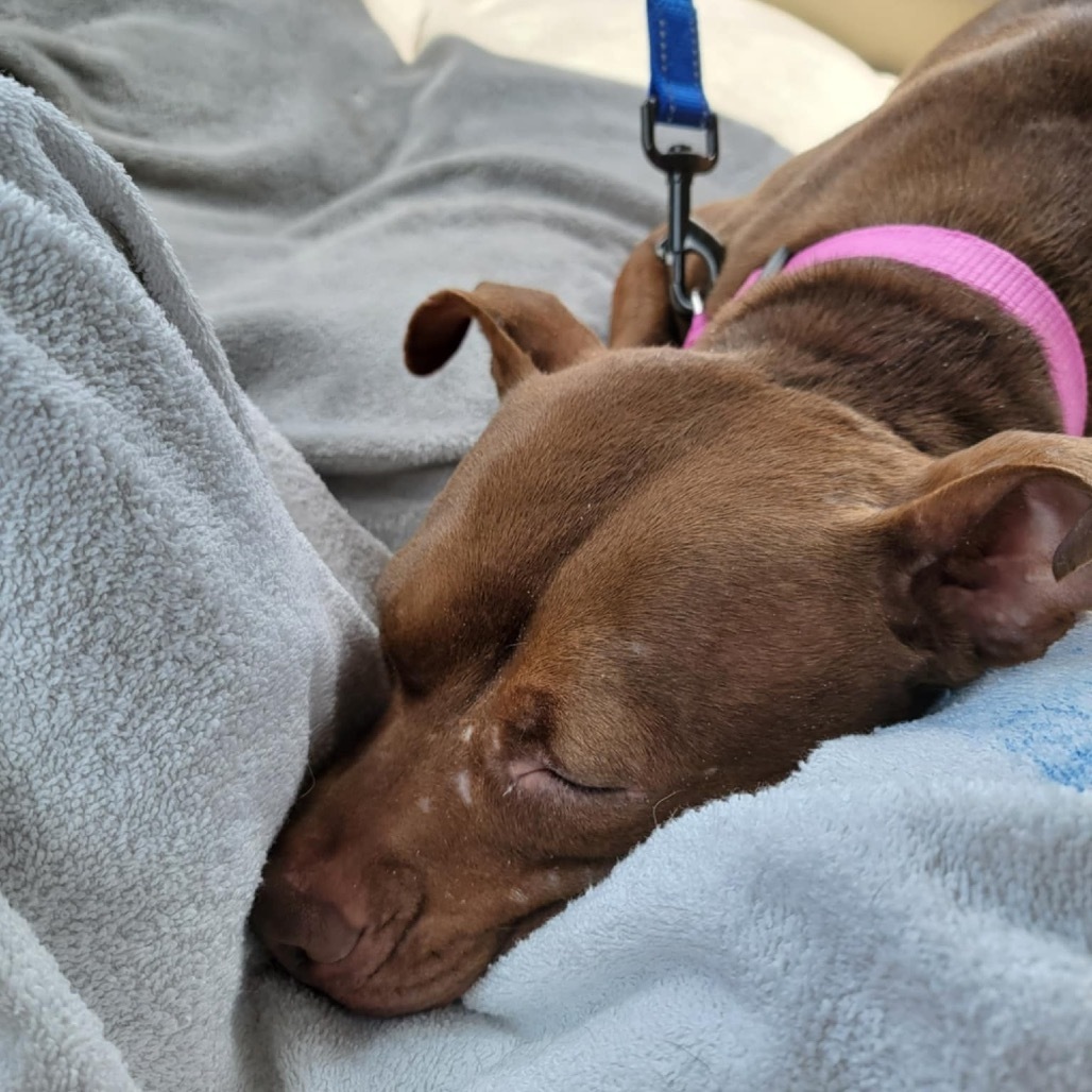 Oshie (A457650)