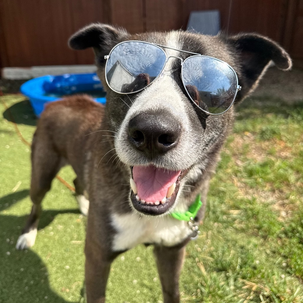 Trevor (A456807)