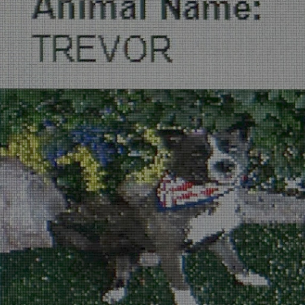 Trevor (A456807)
