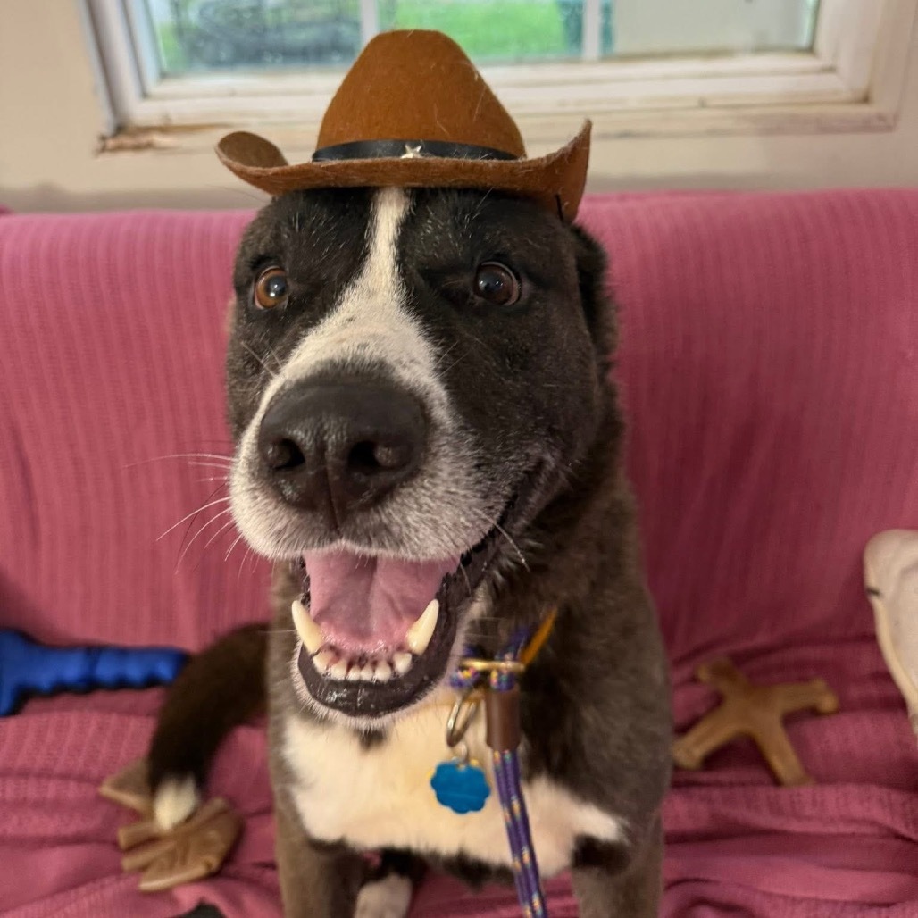 Trevor (A456807)