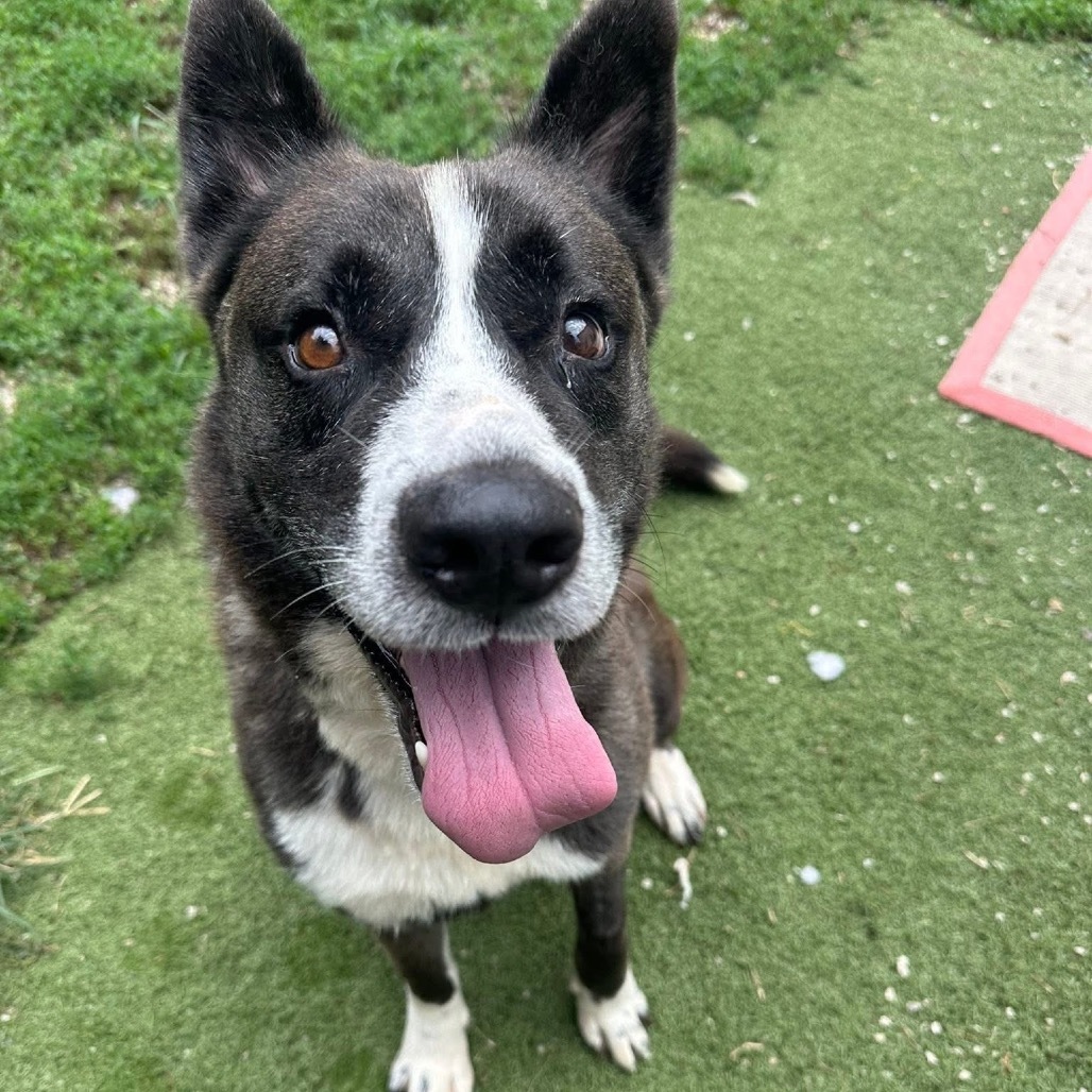 Trevor (A456807)