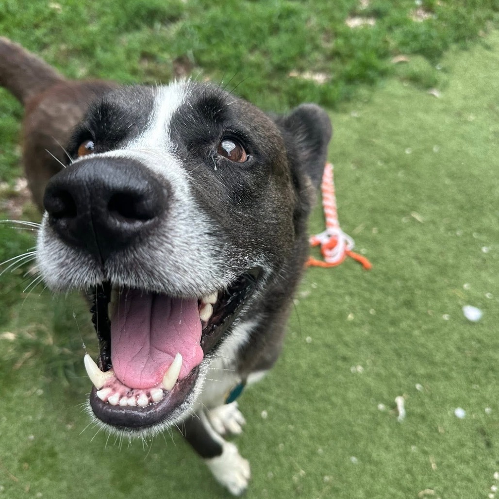 Trevor (A456807)