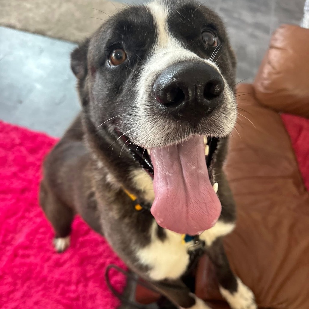 Trevor (A456807)