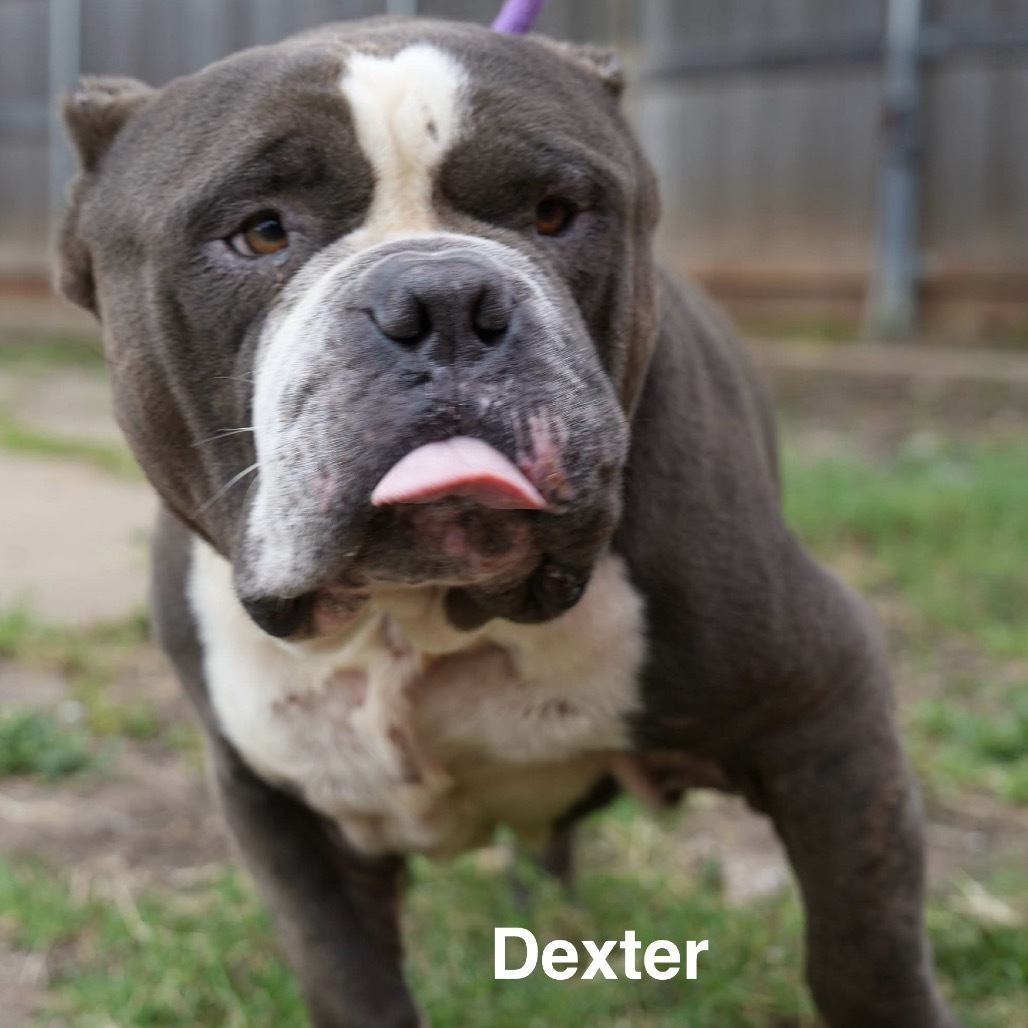 Dexter (A457672)