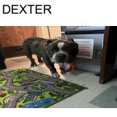 Dexter (A457672)