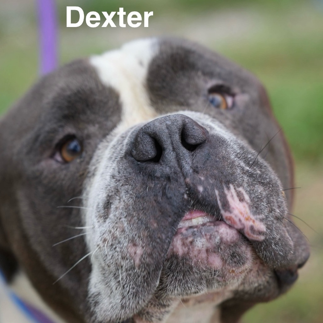 Dexter (A457672)
