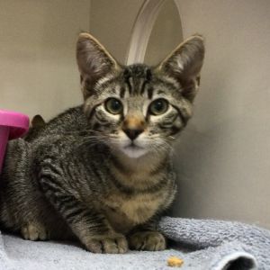 Django Domestic Short Hair Cat