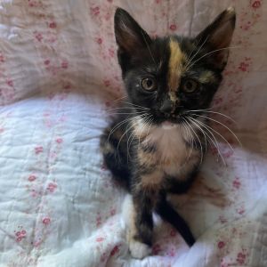 Bibi Domestic Short Hair Cat
