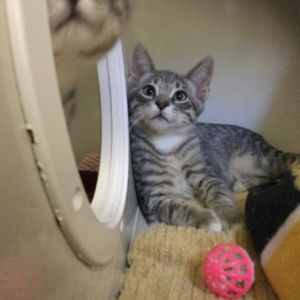 Faithfull Domestic Short Hair Cat