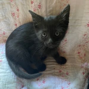 Haani Domestic Short Hair Cat