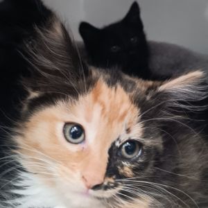 Miri whose mom called her Miriam Whiskerstein von Zoomington III when she was in trouble prefers a